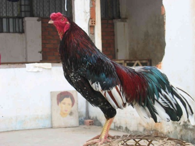 100spangle cock
