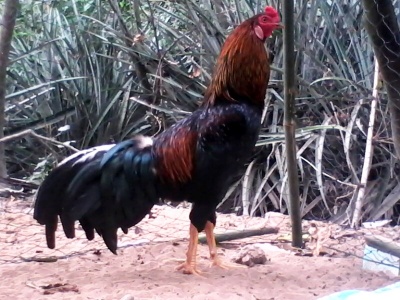 B Di u Xanh1 2 