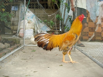 DSC00059