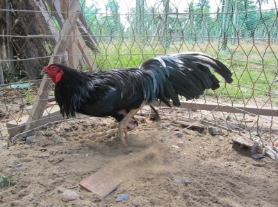 G005
