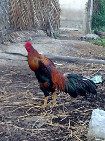 Hnhnh0241-1