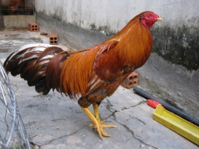 IMG 0946