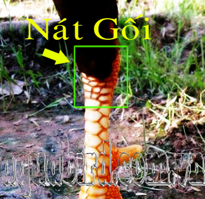 Xem+Vay+GA+Da Xem GA Da http://muaban.gia24.com/xem+vay+ga+da+cua+sat.html