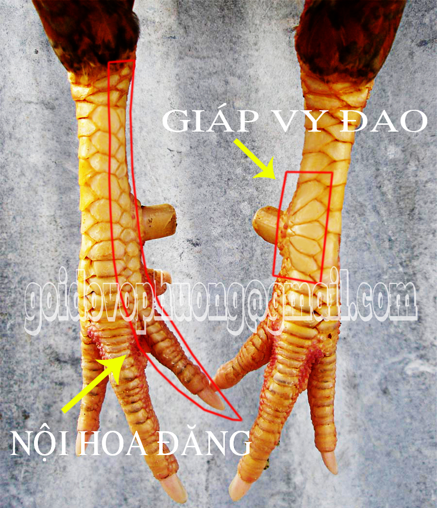 Xem-Vay-GA-Noi http://vanhuukesachwap.xtgem.com/vay%20ga%202