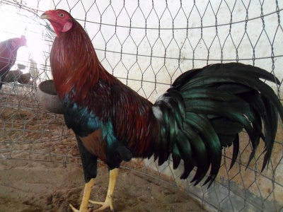 C6030df88ab343bd1a2f6763e725cbd0 39683788.sam4468