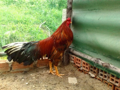 Dzang1 copy