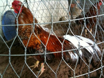 Img0066uz