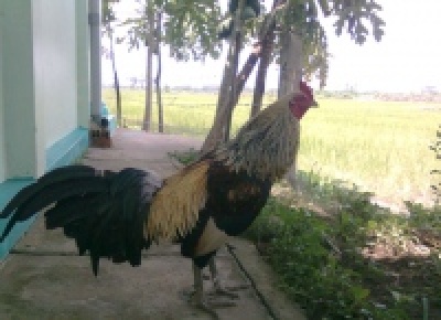 Medium jha1337823475