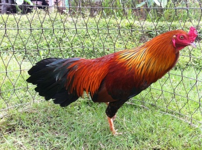 Vang chan trang 2k4