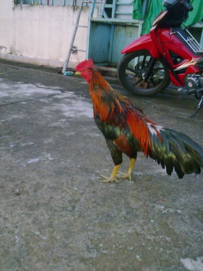 Xanh